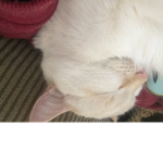 The brotherhood of cats