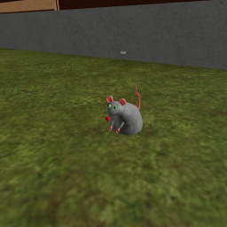 Rat Small World