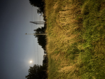 Bank of Trees