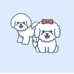Bichon Frises