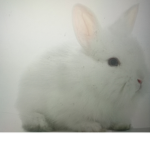iscreambunbun