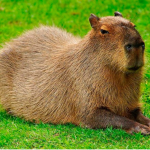 CapybaraYT.