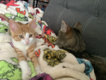~KittyQueen’s Kittys~