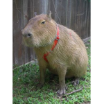 Amigos Capybara