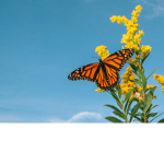 Butterfly punch