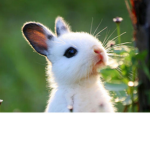 Bunnies and Rabbits United!