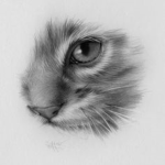 cat TY