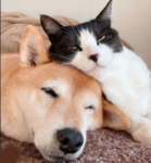 ~猫犬の仲間たち~
