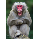 OFICCIAL MONKEY ARMY