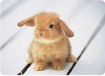 Bunny Love Group:)