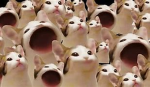 popcats rules