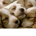 Puppy Friends Rule