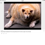 Fat dogs