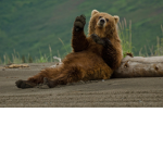 CommanderBear music 303