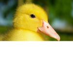 TheDuckywarriors