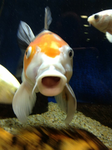 AMAZING GUPPY CLUB