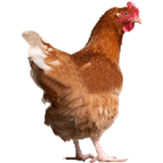 The Chicken Empire