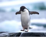 Penguin army true group