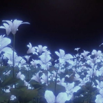 Moonlight Bloom