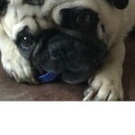 Pug people!!!!