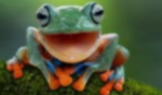 FROGGY CLUB HOP