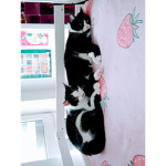 Alialonglegs huggywuggy Selma et mercredi