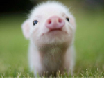 PIGS is best
