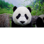 AWESOME PANDA SQUAD