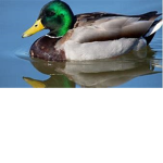 Duckles, duuucks