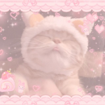 ~Kitty Cats are adorable~