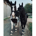 ~*Horses*~