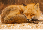 The fox fangroup