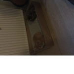 Help my cat's