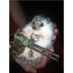 Obsessed Hedgehog Lovers