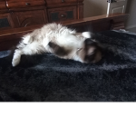 Gabi kitten for all kitten friends