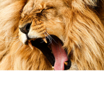 Awesomeness Roars