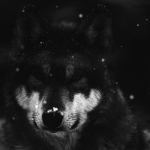 DARK - gang