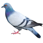 PigeonClub!