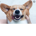 *Arch-Corgi*