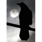 raven's murder of crows