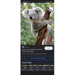Koala benders