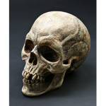 R_Skeleton