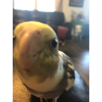 Cloudy’s food bowl