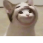 Popcatgang cheap pocats