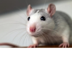 Crazy_Mouse Studios