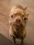 Dogsters
