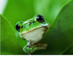 -FROGGY-TRIBE