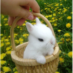 nattys bunnies