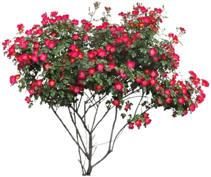 Square Decal