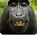 monkey are goats